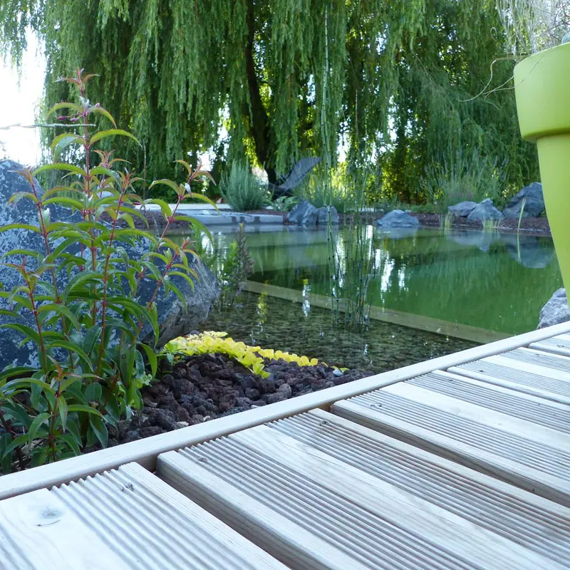 Baignade naturelle espace lagunage bourgogne