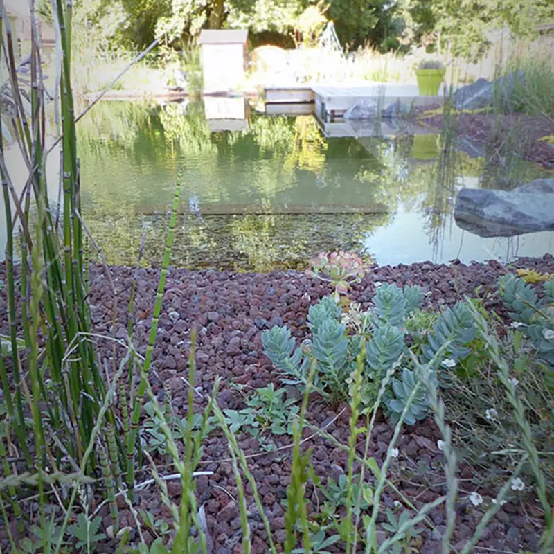 Lagune végétaux aquatiques</
