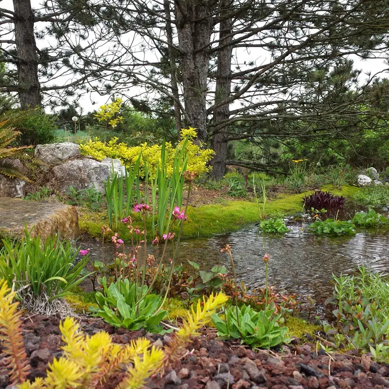 Plantation végétaux aquatiques