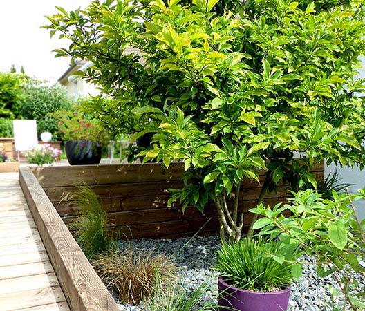 jardin avec terrasse en bois, photo 4