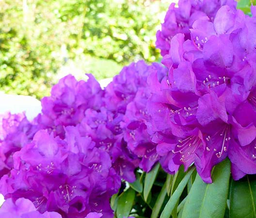 Jardin suspendu en Bourgogne photo  8