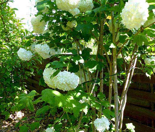 Jardin suspendu en Bourgogne photo  17