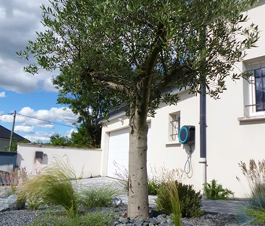 Amenagement jardin en ville avec un olivier