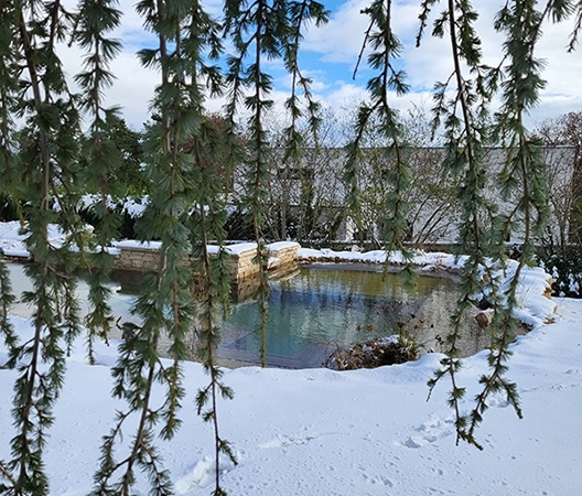 A l'abris d un cedre hiver