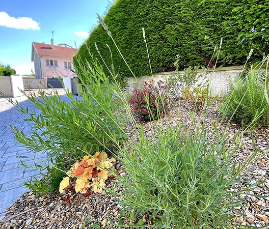 plantation sur talus et paillage végétal